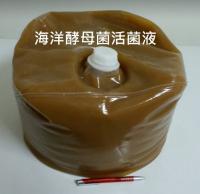 高活性海洋酵母菌(海洋中的清道夫 將池底的垃圾變成黃金)