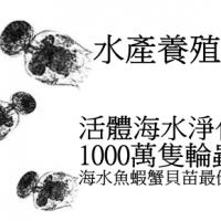 海水輪蟲(活體)