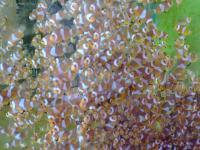 魚苗繁殖專用資材